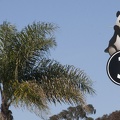 321-1298 San Diego Zoo - Panda Row 3